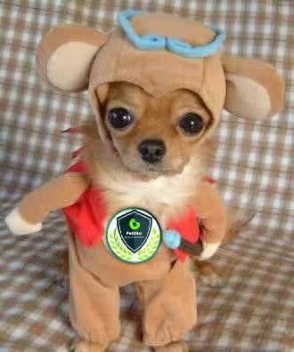 Classic Pet2Go Dog Costume